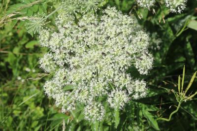 Angélique sauvage, Angélique sylvestre, Impératoir Angelica sylvestris L., 1753
