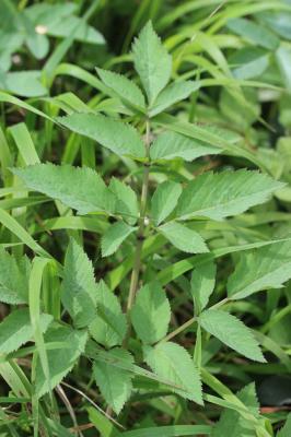 Pogagraire, Herbe aux goutteux, Fausse Angélique Aegopodium podagraria L., 1753