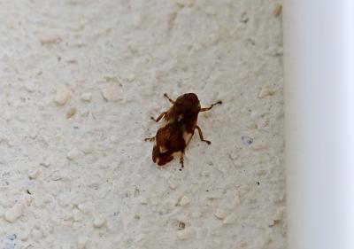 Philène spumeuse Philaenus spumarius (Linnaeus, 1758)