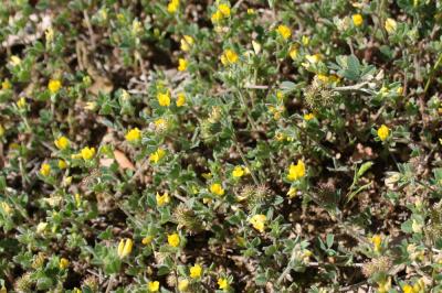 Luzerne naine Medicago minima (L.) L., 1754
