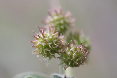 Luzerne naine Medicago minima (L.) L., 1754
