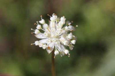 Petite Astrance, Sanicle de montagne Astrantia minor L., 1753