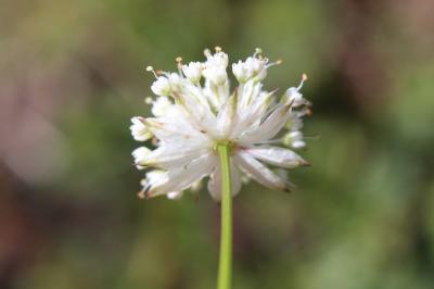 Petite Astrance, Sanicle de montagne Astrantia minor L., 1753