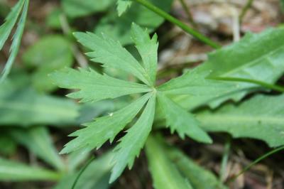 Petite Astrance, Sanicle de montagne Astrantia minor L., 1753