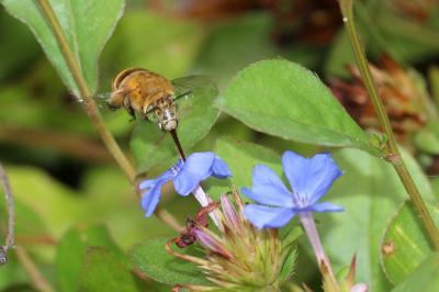 Amégille bavarde Amegilla garrula (Rossi, 1790)