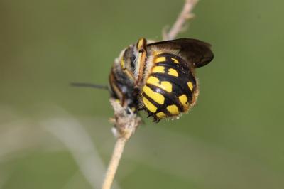 Abeille cotonnière, Anthidie cotonnière Anthidium manicatum (Linnaeus, 1758)