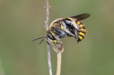 Abeille cotonnière, Anthidie cotonnière Anthidium manicatum (Linnaeus, 1758)