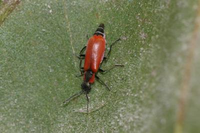  Anthocomus rufus (Herbst, 1784)
