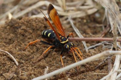  Batozonellus lacerticida (Pallas, 1771)