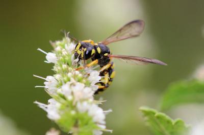  Cerceris arenaria (Linnaeus, 1758)
