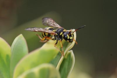  Cerceris flavilabris (Fabricius, 1793)