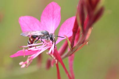  Lasioglossum nigripes (Lepeletier, 1841)