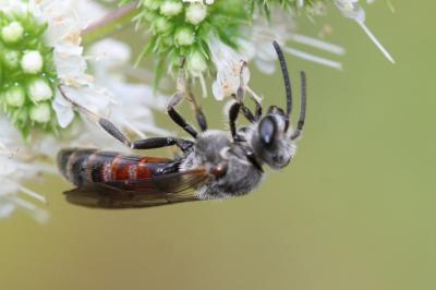  Lasioglossum nigripes (Lepeletier, 1841)