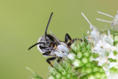  Lasioglossum nigripes (Lepeletier, 1841)
