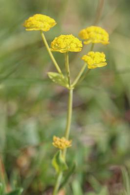Buplèvre fausse-renoncule Bupleurum ranunculoides L., 1753