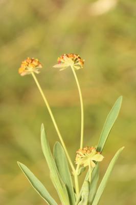 Buplèvre fausse-renoncule Bupleurum ranunculoides L., 1753