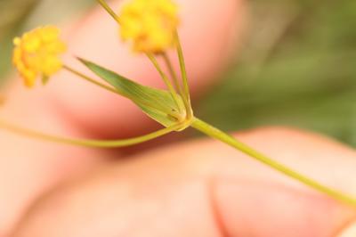 Buplèvre fausse-renoncule Bupleurum ranunculoides L., 1753