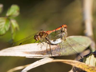 Sympétrum fascié (Le) Sympetrum striolatum (Charpentier, 1840)