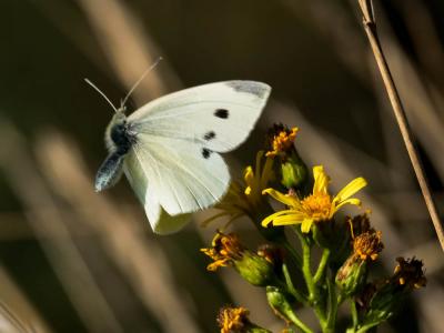 Piéride de la Rave (La), Petit Blanc du Chou (Le), Pieris rapae (Linnaeus, 1758)