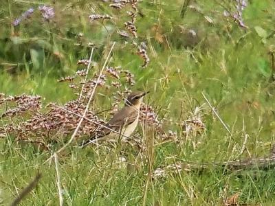 Traquet motteux Oenanthe oenanthe (Linnaeus, 1758)
