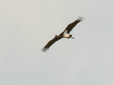Cigogne noire Ciconia nigra (Linnaeus, 1758)