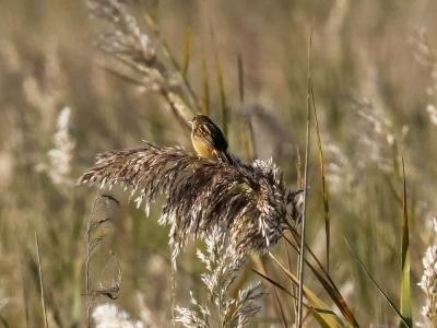 Cisticole des joncs Cisticola juncidis (Rafinesque, 1810)