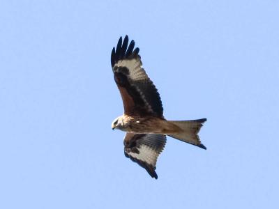 Milan royal Milvus milvus (Linnaeus, 1758)