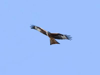 Milan royal Milvus milvus (Linnaeus, 1758)