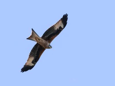 Milan royal Milvus milvus (Linnaeus, 1758)