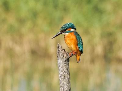 Martin-pêcheur d'Europe Alcedo atthis (Linnaeus, 1758)