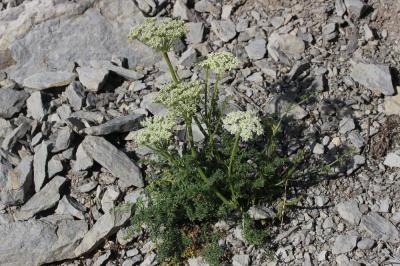 Lis de Pompone, Ligustique fausse Férule Coristospermum ferulaceum (All.) Reduron, Charpin & Pimenov, 1997