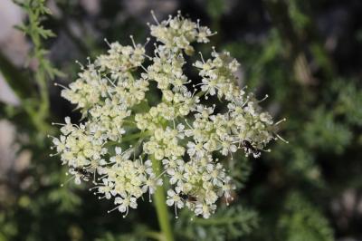 Lis de Pompone, Ligustique fausse Férule Coristospermum ferulaceum (All.) Reduron, Charpin & Pimenov, 1997