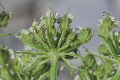 Lis de Pompone, Ligustique fausse Férule Coristospermum ferulaceum (All.) Reduron, Charpin & Pimenov, 1997