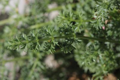 Lis de Pompone, Ligustique fausse Férule Coristospermum ferulaceum (All.) Reduron, Charpin & Pimenov, 1997