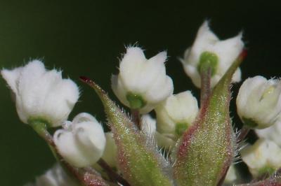 Cerfeuil hérissé, Chérophylle hérissé Chaerophyllum hirsutum L., 1753