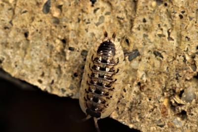  Porcellio spinicornis Say, 1818