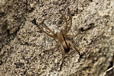  Micrommata ligurinum (C. L. Koch, 1845)