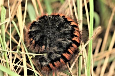Bombyx de la Ronce (Le), Polyphage (La) Macrothylacia rubi (Linnaeus, 1758)