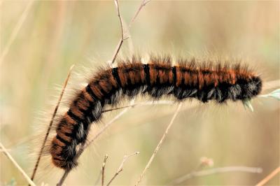 Bombyx de la Ronce (Le), Polyphage (La) Macrothylacia rubi (Linnaeus, 1758)
