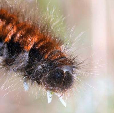 Bombyx de la Ronce (Le), Polyphage (La) Macrothylacia rubi (Linnaeus, 1758)