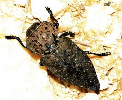 Capnode de l'Oseille Capnodis tenebricosa (Olivier, 1790)