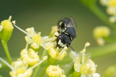  Hylaeus clypearis (Schenck, 1853)