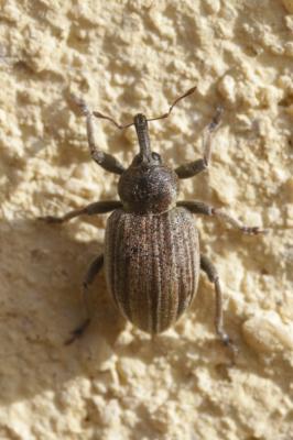  Hypera striata (Boheman, 1834)