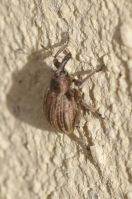  Hypera striata (Boheman, 1834)
