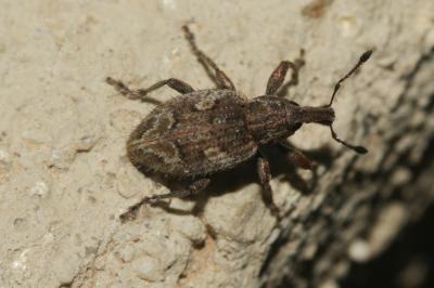  Graptus triguttatus (Fabricius, 1775)