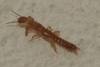  Haploembia solieri (Rambur, 1842)