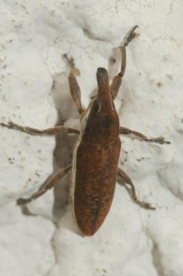  Lixus ochraceus Boheman, 1842