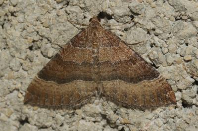 Larentie cloutée (La) Larentia clavaria (Haworth, 1809)