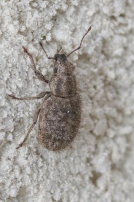  Sitona hispidulus (Fabricius, 1777)