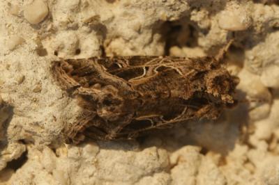 Plusie de la Carotte (La) Thysanoplusia daubei (Boisduval, 1840)